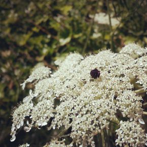 Queen Anne’s Lace; the anarchist cabinet #3